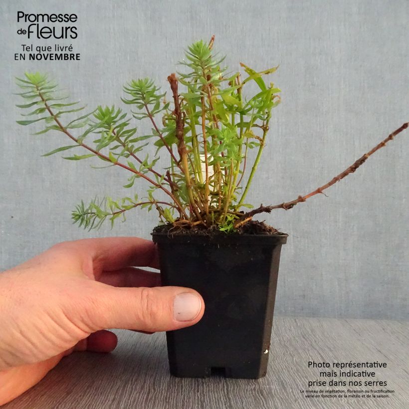 Linaria purpurea Canon J. Went 8/9 cm pot sample as delivered in autumn