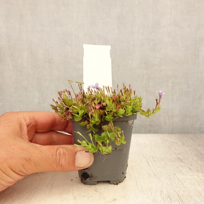 Lindernia grandiflora 8/9 cm pot sample as delivered in summer