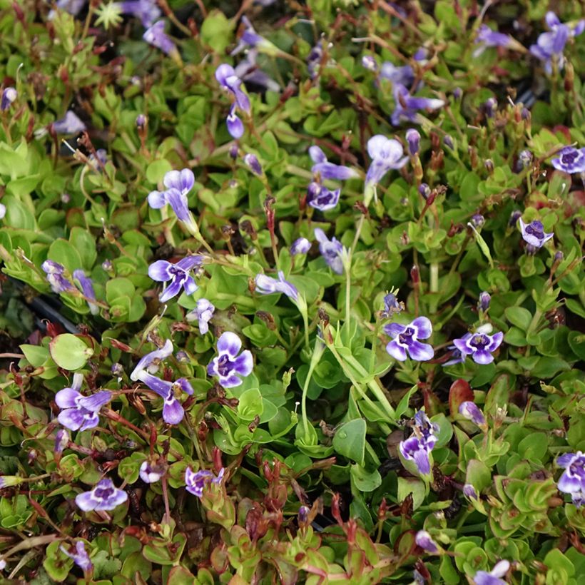 Lindernia grandiflora (Flowering)