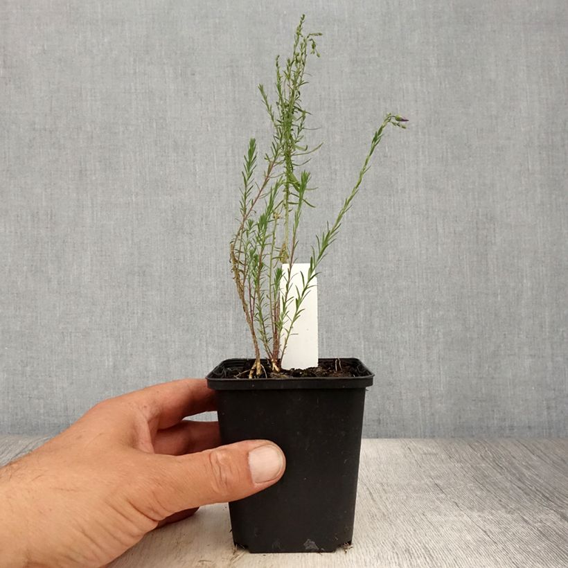 Linum perenne Saphir - Perennial Flax 8/9 cm pot sample as delivered in summer