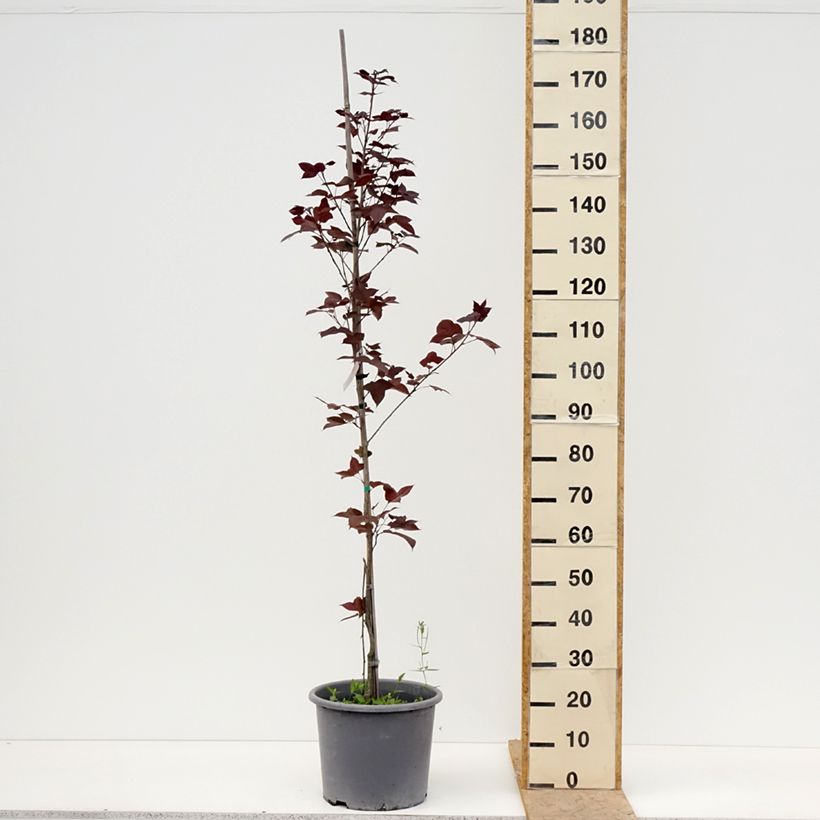 Liquidambar formosana - Copalme de Chine Pot de 12L/15L sample as delivered in spring