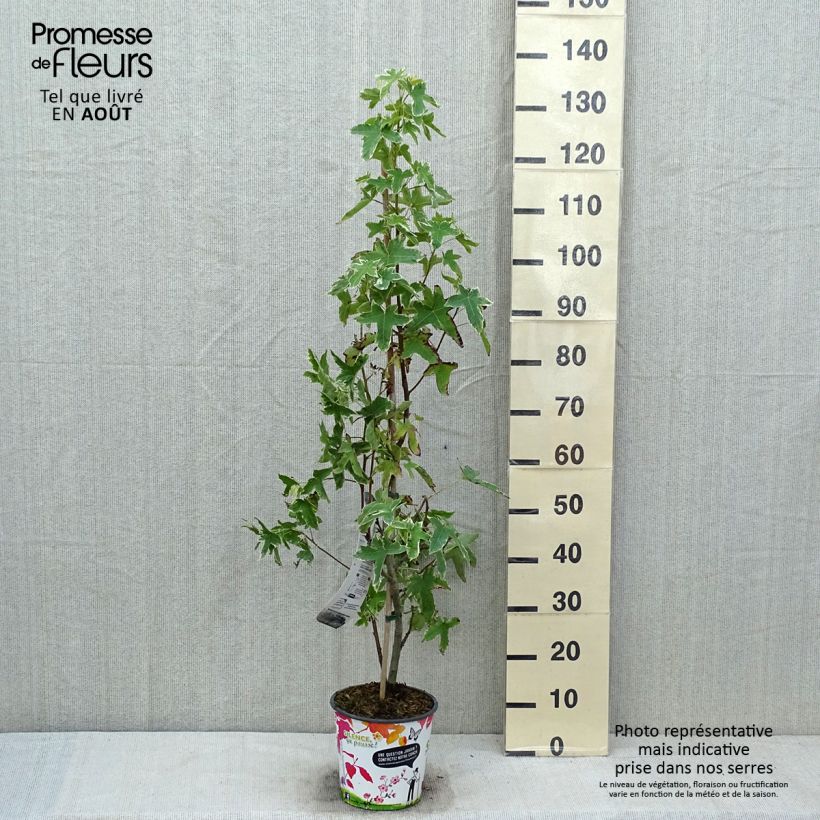Liquidambar styraciflua Albomarginata Manon - American Sweetgum 4L/5L pot sample as delivered in summer