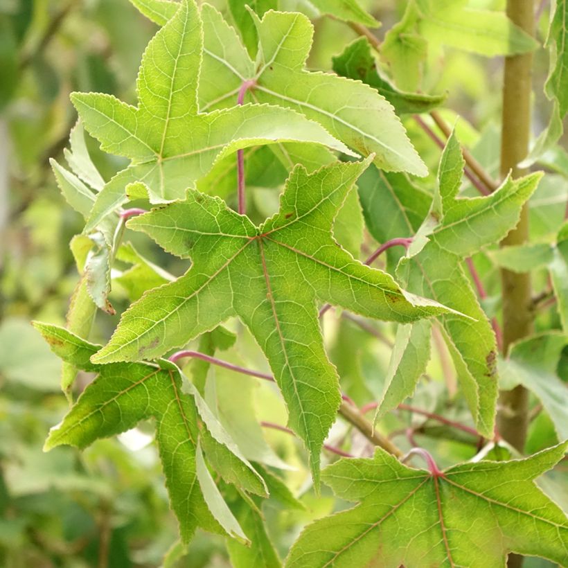Liquidambar styraciflua Autumn Color Globe - American Sweetgum (Foliage)