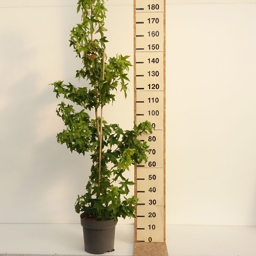 Liquidambar styraciflua Autumn Color Globe - American Sweetgum 6L/7L pot sample as delivered in summer
