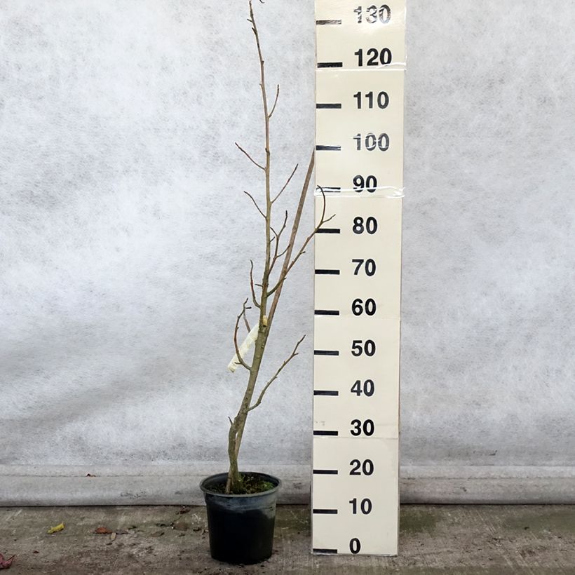 Liquidambar styraciflua Rotundiloba - American Sweetgum 4L/5L pot sample as delivered in autumn