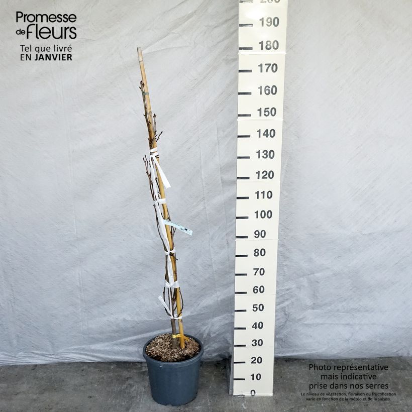 Liquidambar styraciflua Slender Silhouette - Copalme d'Amérique en pot de 7.5L/10L sample as delivered in winter