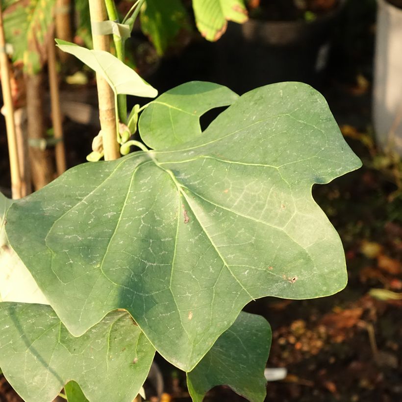 Liriodendron tulipifera Purgatory - Tulip Tree (Foliage)