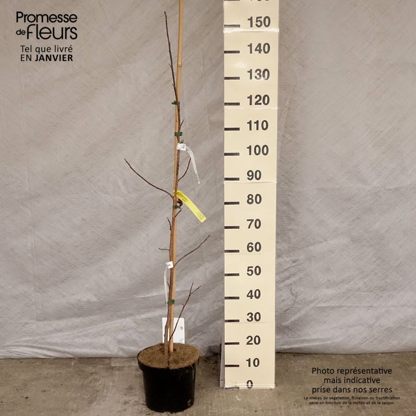 Liriodendron tulipifera - Tulipier de Virginie Pot de 7,5L/10L sample as delivered in winter