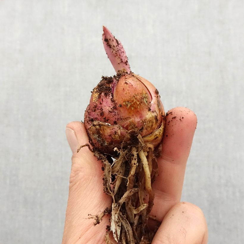 Lilium Lavon Bulb size 16+ sample as delivered in spring