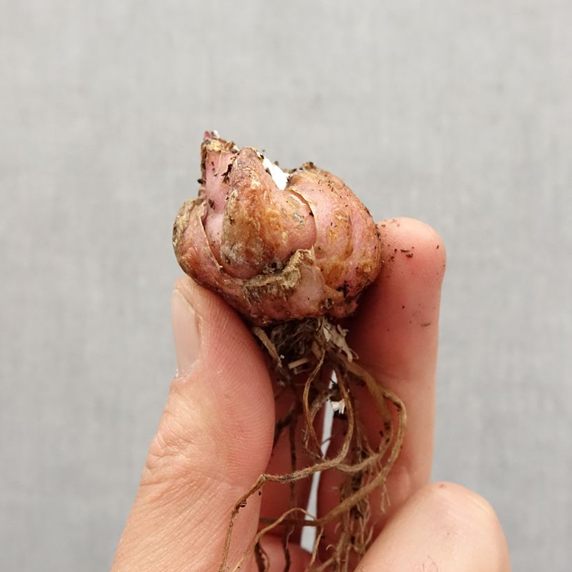 Lilium Corsage - Lily Bulb size 16/18 sample as delivered in spring