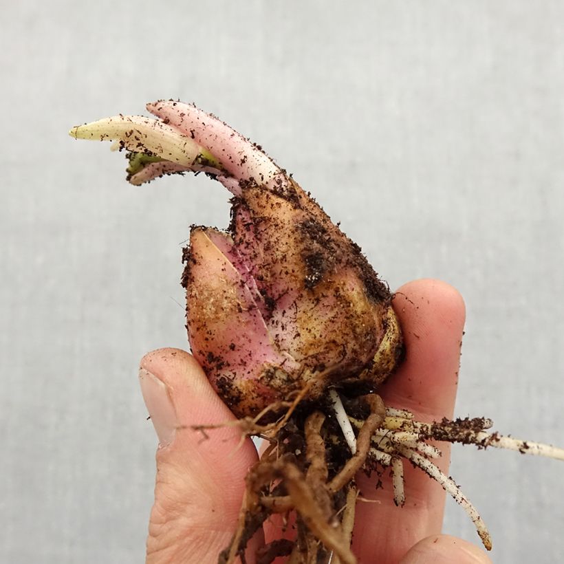 Lilium Peppard Gold - Martagon Lily Bulb size 12/14 sample as delivered in spring
