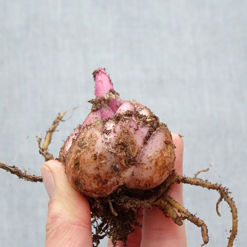 Lilium Corcovado® - Lily Bulb size 18/20 sample as delivered in spring