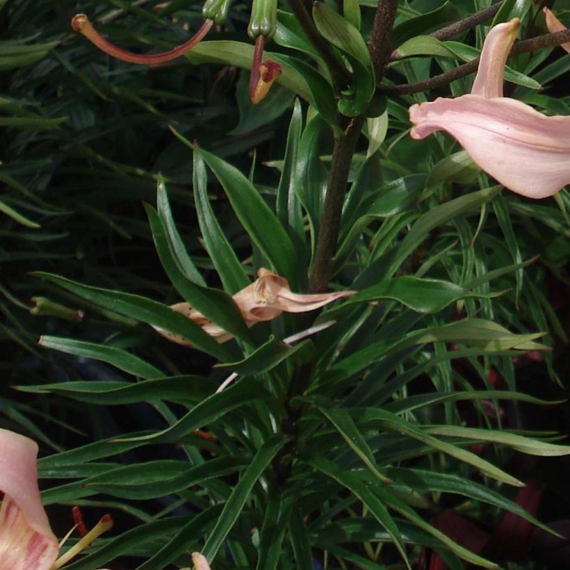 Lilium Pink Flavour - Lily (Foliage)