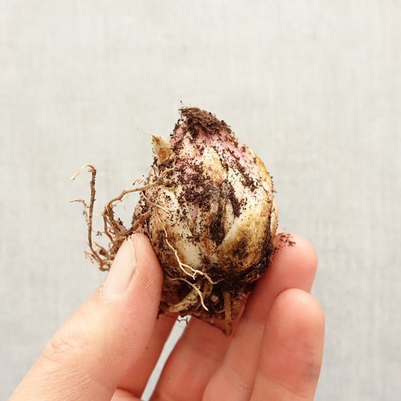 Lilium martagon Arabian Night - Martagon Lily Bulb size 16/18 sample as delivered in spring