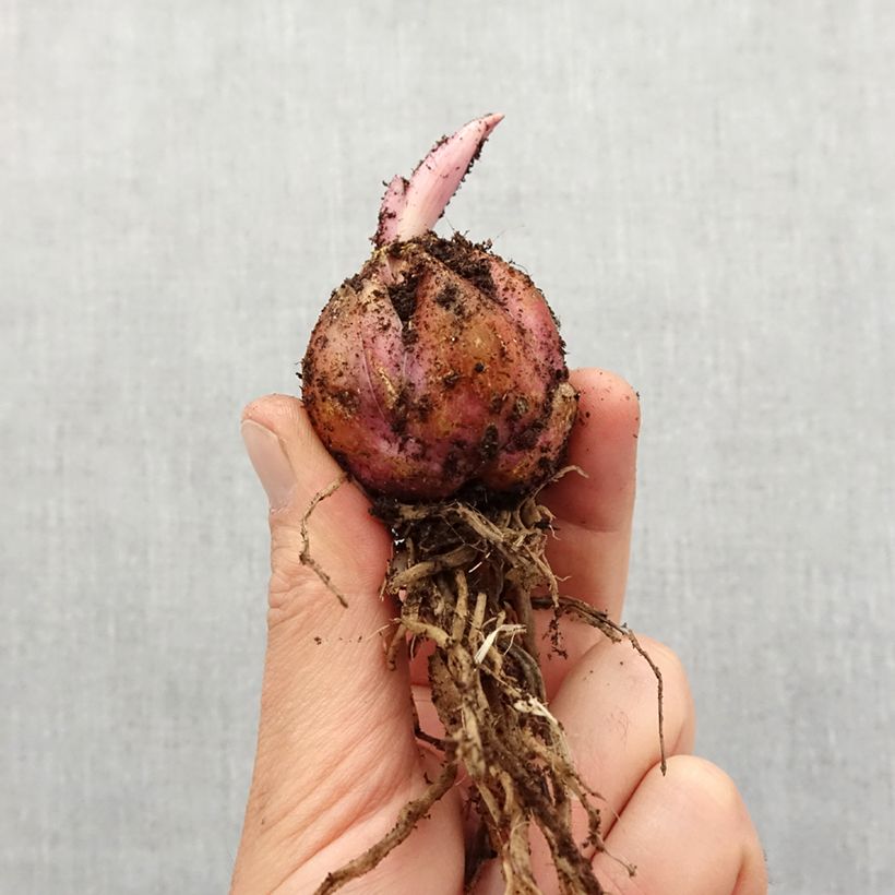Lilium Pink Morning Bulb size 12+ sample as delivered in spring