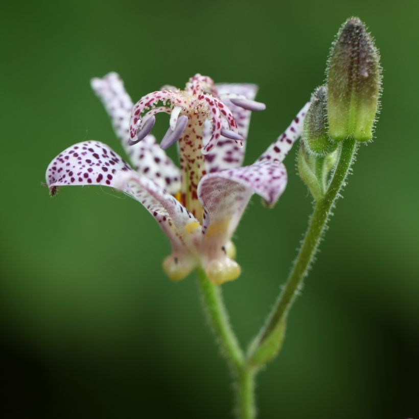 Tricyrtis hirta - Toad Lily (Flowering)