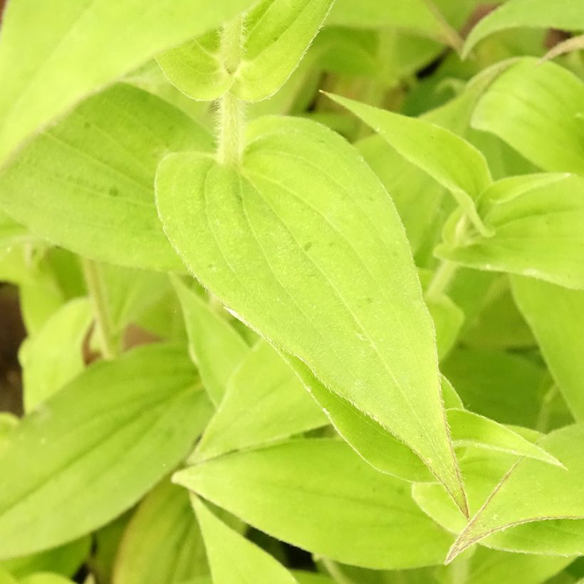 Tricyrtis hirta - Toad Lily (Foliage)