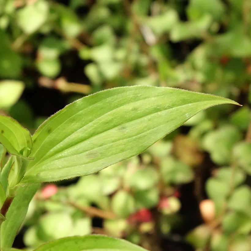 Tricyrtis hirta Miyazaki - Toad Lily (Foliage)