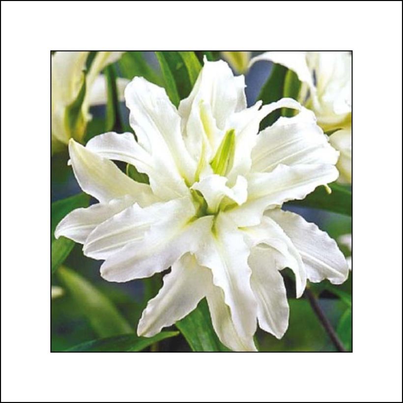 Lilium oriental Polar Star - Lily (Flowering)