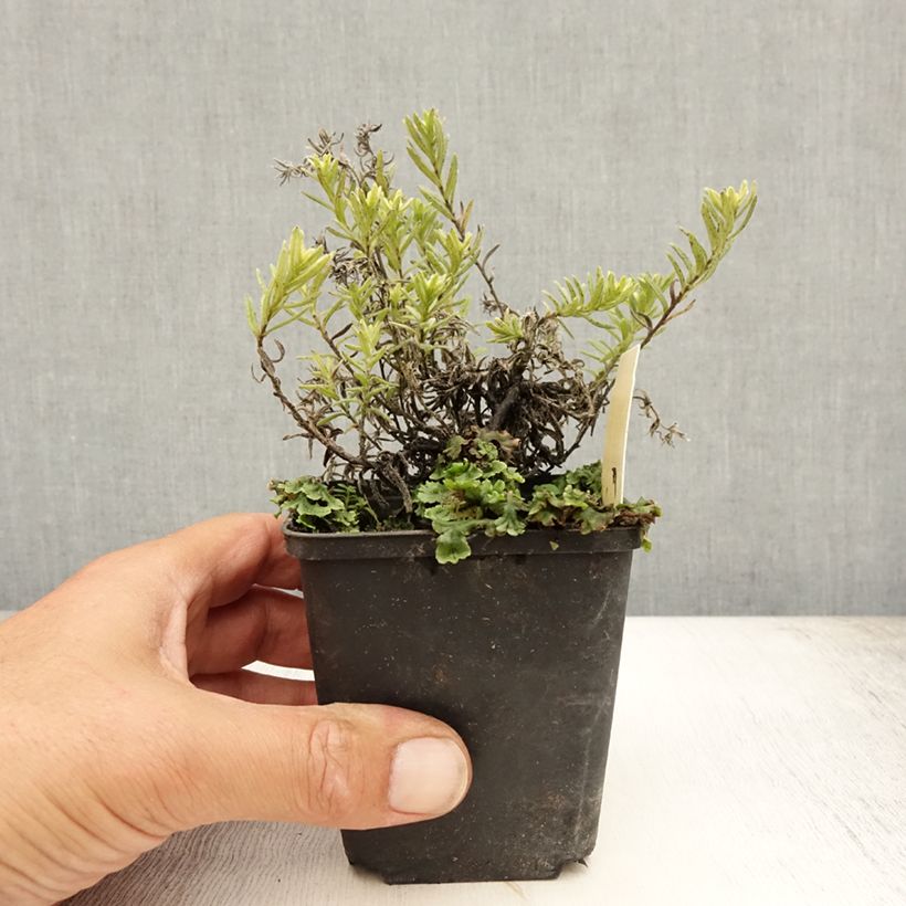 Lithodora diffusa Cambridge Blue - Grémil diffus Godet de 9cm sample as delivered in summer