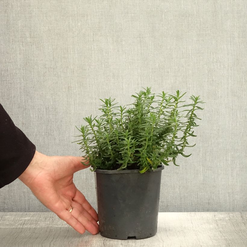 Lithodora diffusa Heavenly Blue 2L/3L pot sample as delivered in autumn