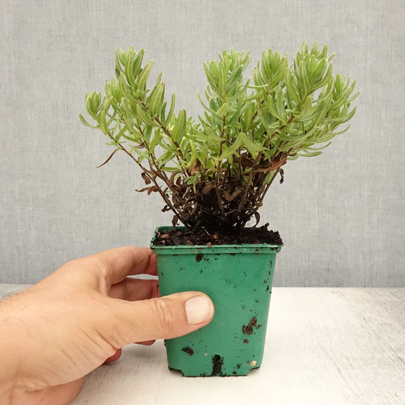 Lithodora diffusa Heavenly Blue - Grémil diffus Godet de 8/9 cm sample as delivered in summer