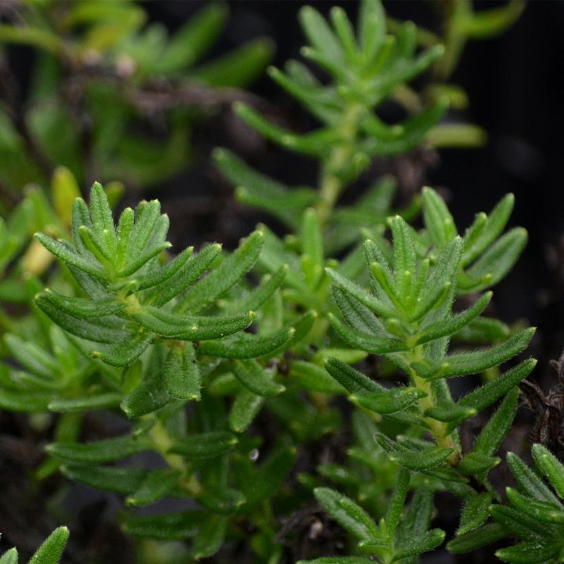 Lithodora diffusa Heavenly Blue (Foliage)
