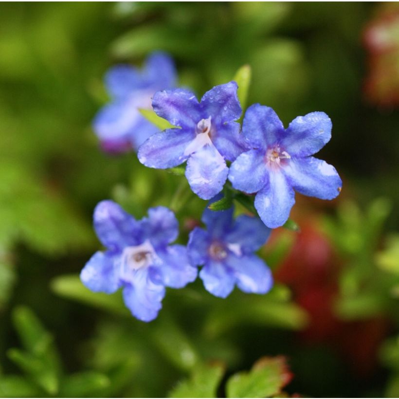 Lithodora diffusa Heavenly Blue (Flowering)