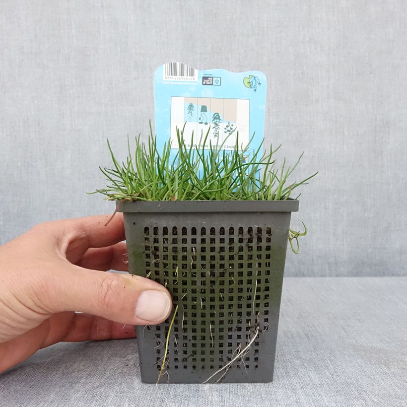 Litorella uniflora - Littorelle à une fleur - Pot de 1L/1,5L sample as delivered in spring