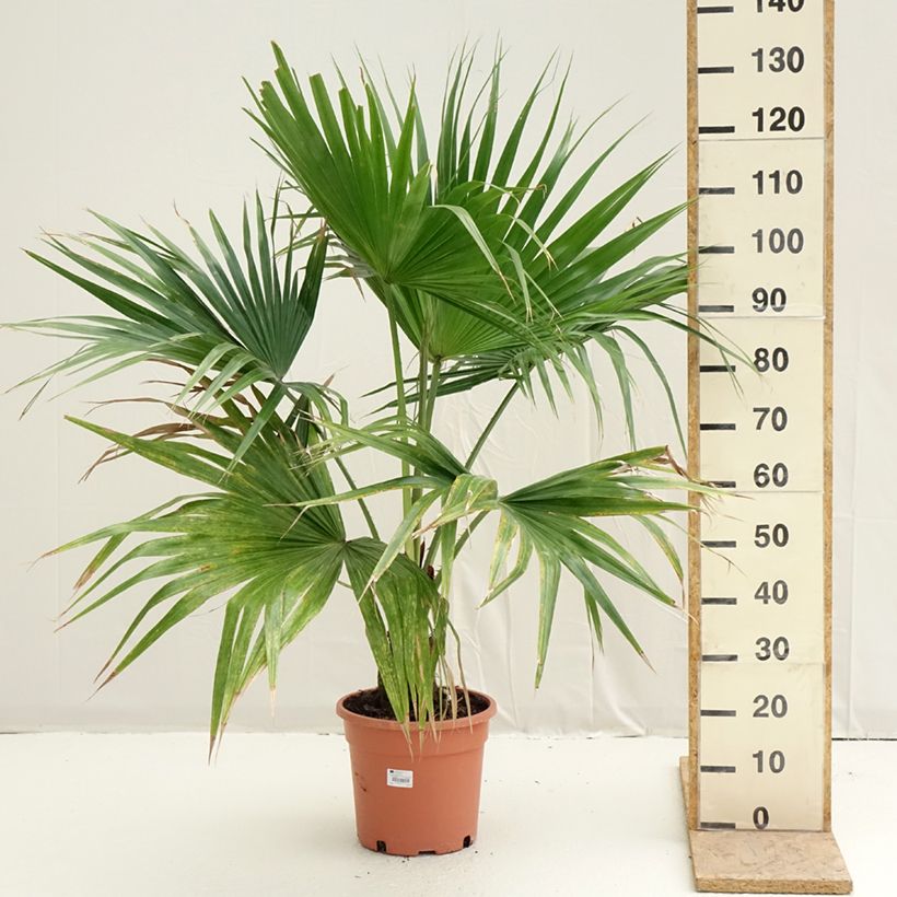 Livistona chinensis - Chinese Fan Palm 7.5L/10L potShipped height around 40/50cm sample as delivered in spring