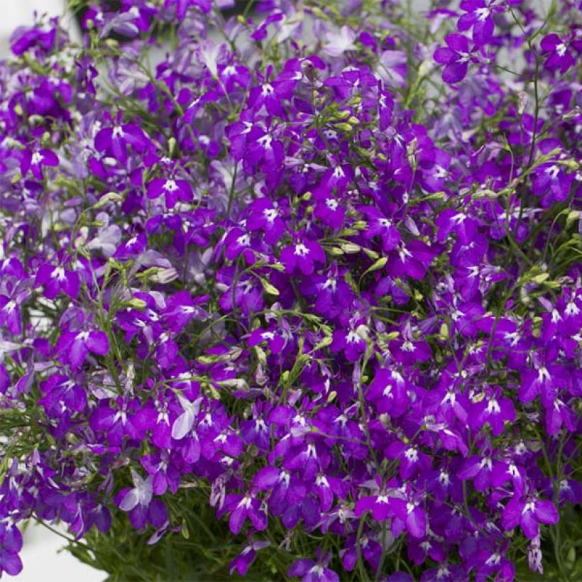 Lobelia erinus Purple Star - Trailing Lobelia (Flowering)