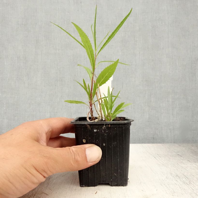 Lobelia laxiflora Godet de 8/9 cm sample as delivered in summer