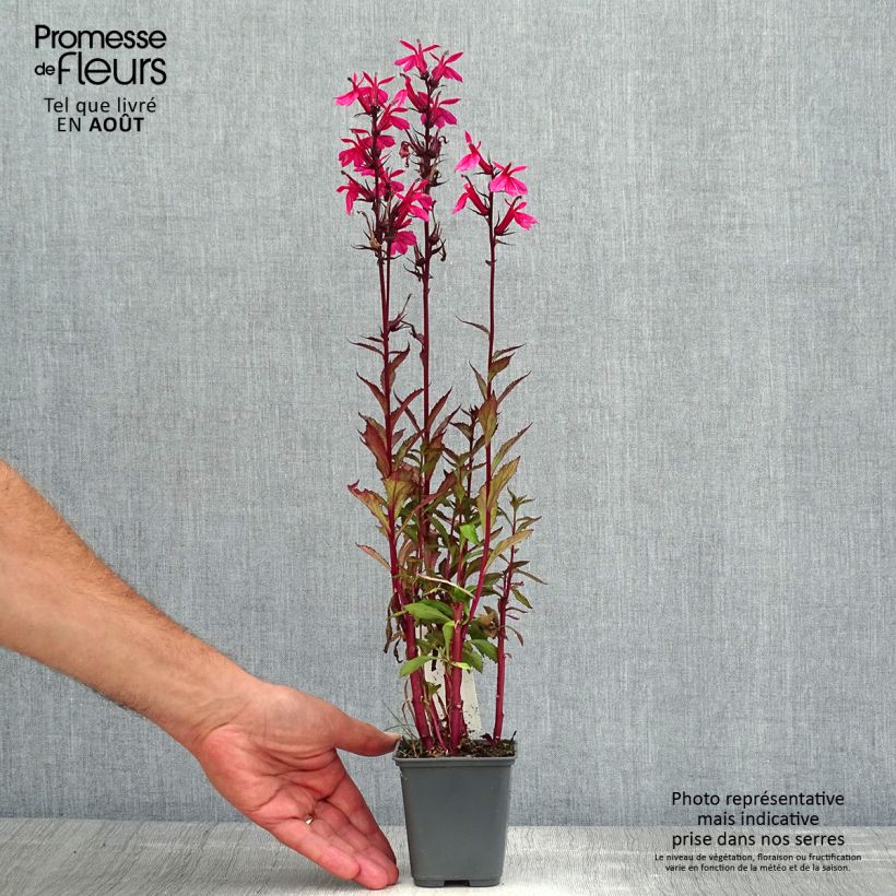 Lobelia speciosa Fan Salmon - Lobélie Fan Salmon Godet de 9cm sample as delivered in summer