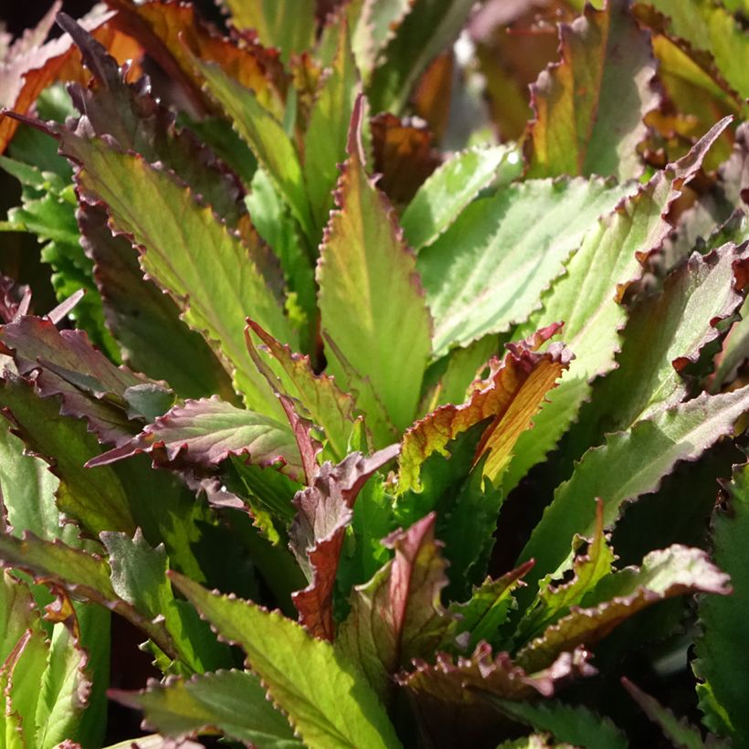 Lobelia speciosa Fan Salmon (Foliage)