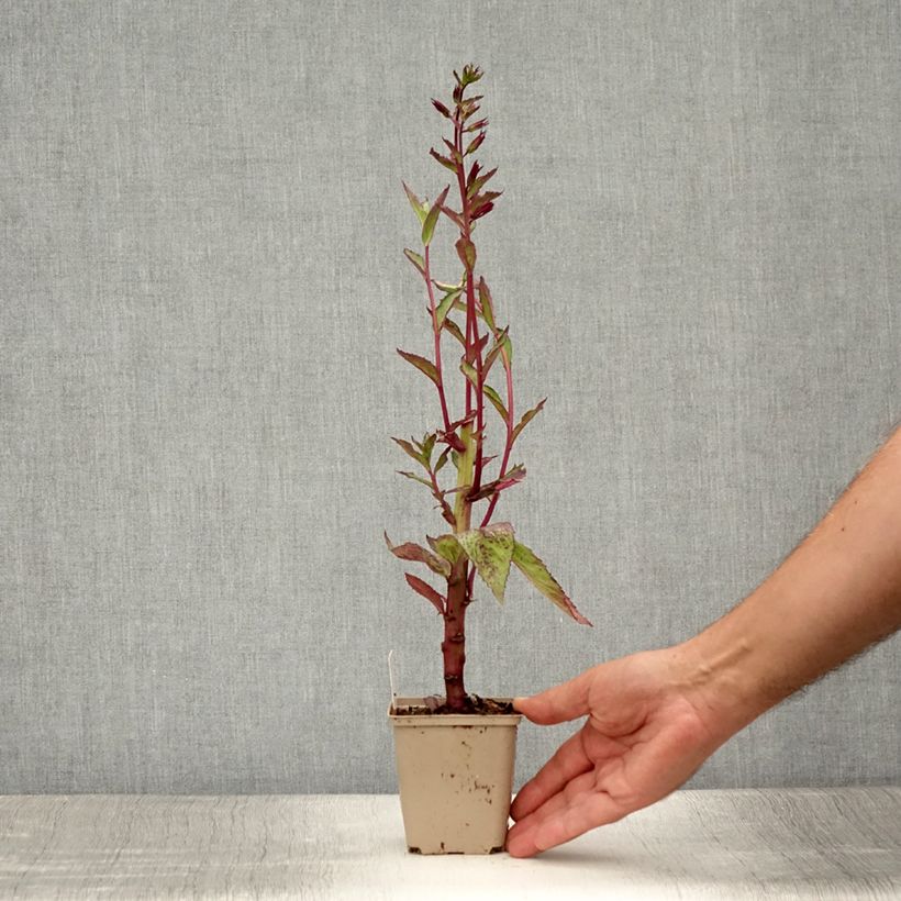 Lobelia speciosa Tania Godet de 7/8cm sample as delivered in summer