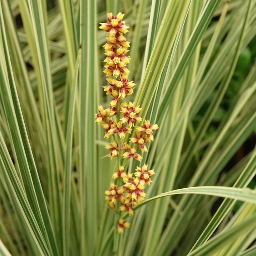 Lomandra longifolia White Sands (Flowering)