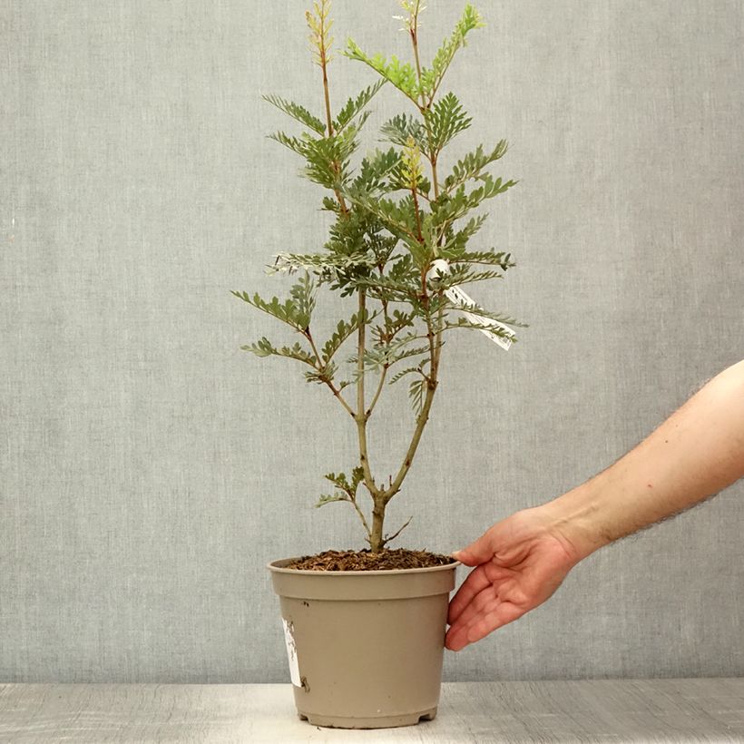 Lomatia ferruginea - Lomatie ferrugineuse Pot de 3L/4L sample as delivered in summer