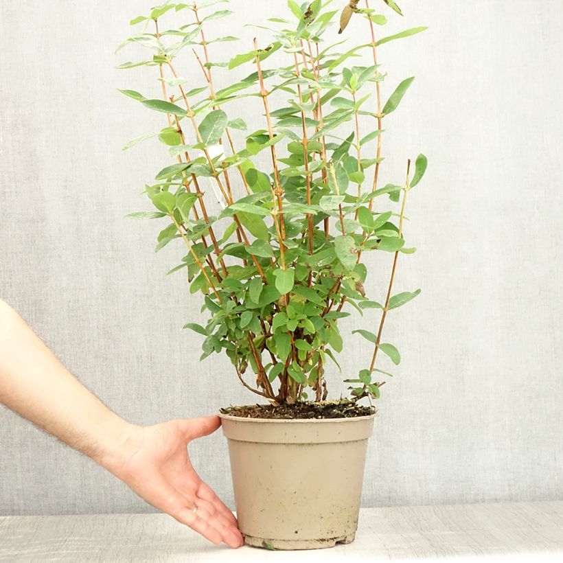 Lonicera caerulea Boreal Beauty - Honeyberry 3L/4L pot sample as delivered in summer