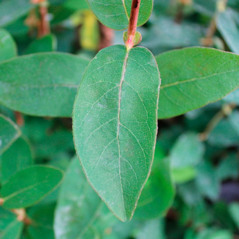 Lonicera caerulea Boreal Beauty - Honeyberry (Foliage)