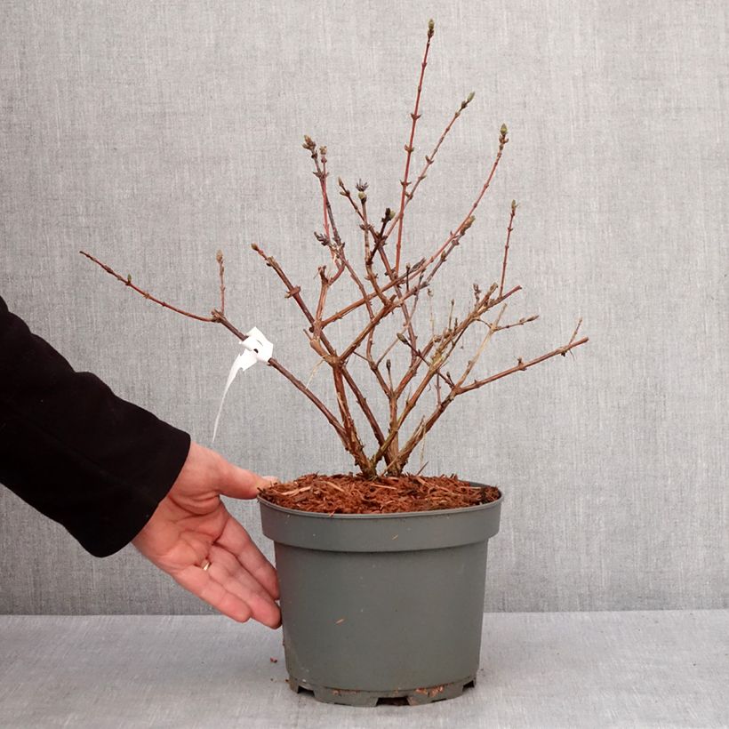 Honeyberry Zojka - Lonicera caerulea var. kamtschatica 3L/4L pot, Clump sample as delivered in winter