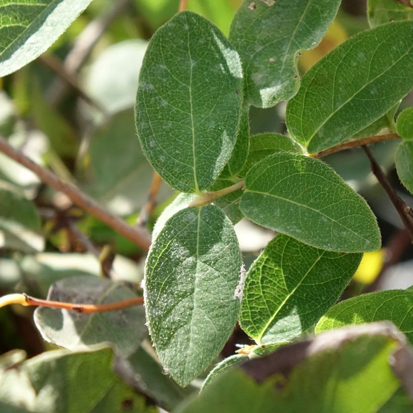 Honeyberry Zojka - Lonicera caerulea var. kamtschatica (Foliage)