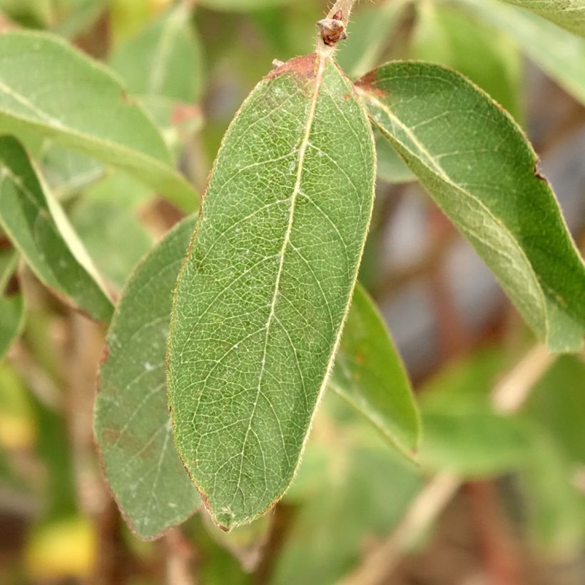 Lonicera caerulea var. kamtschatica Altaj - May Berry (Foliage)