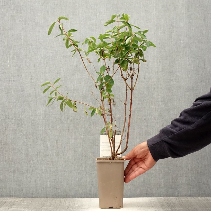 Lonicera caerulea var. kamtschatica Altaj - May Berry 1.5L/2L pot, Bush sample as delivered in summer