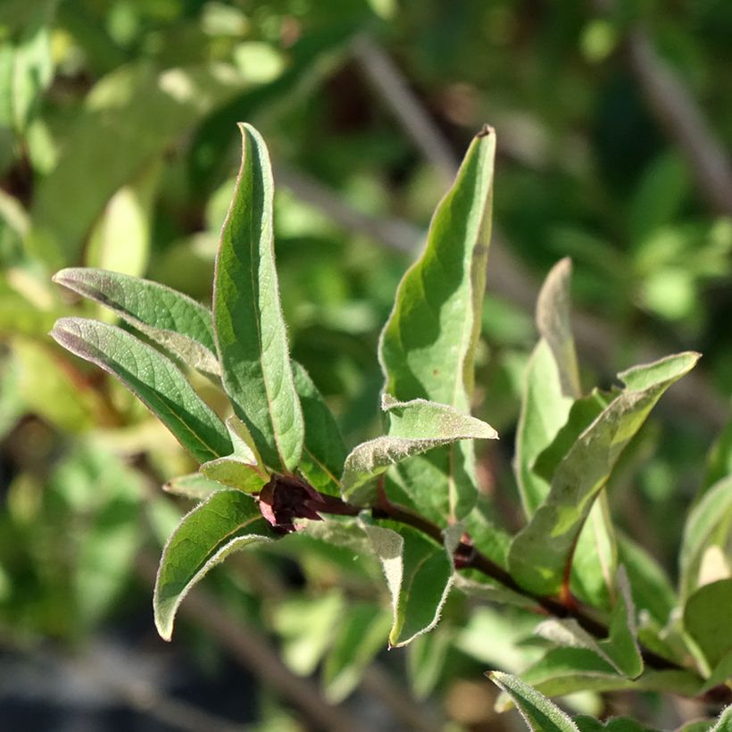 Lonicera involucrata var. ledebourii (Foliage)