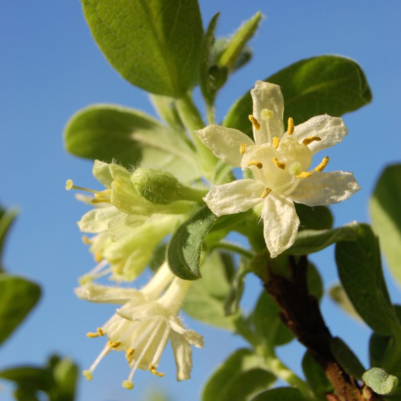 Lonicera caerulea var. kamtschatica Blue Velvet - May Berry (Flowering)