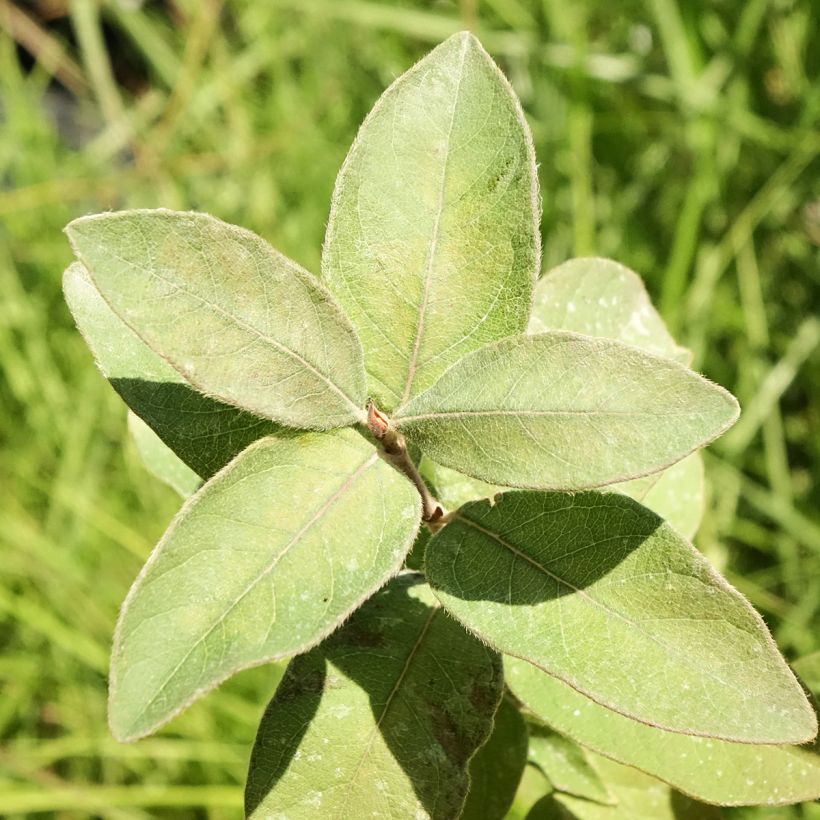Lonicera caerulea var. kamtschatica Kiev - Honeyberry (Foliage)