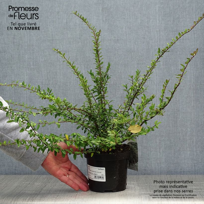 Lonicera nitida Hohenheimer Findling en pot de 1L/1.5L sample as delivered in autumn