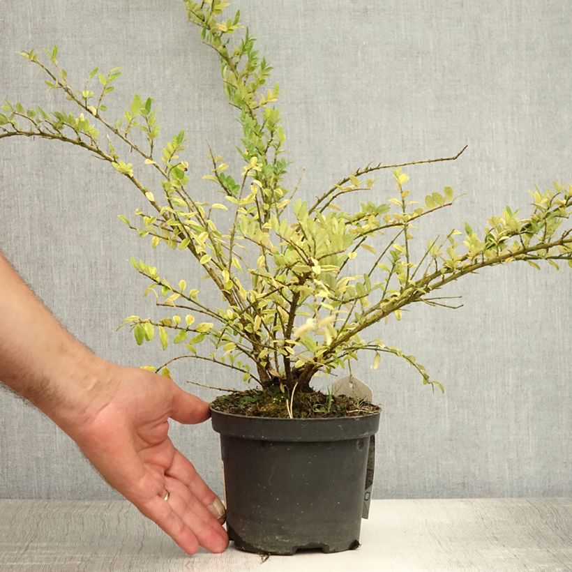 Lonicera nitida Hohenheimer Findling - Box Honeysuckle 1L/1.5L pot sample as delivered in summer
