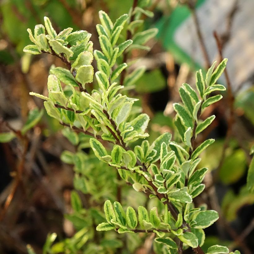 Lonicera nitida Lemon Beauty - Box Honeysuckle (Foliage)