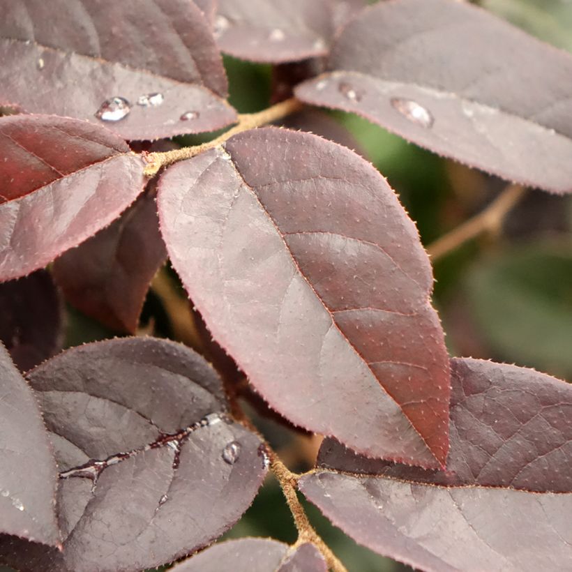 Loropetalum chinense Black Pearl - Chinese Witch Hazel (Foliage)